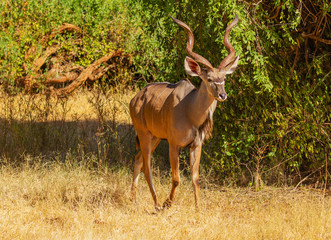 Male greater kudu Tragelaphus strepsiceros, with magnificent horns, side view walking elegantly. Samburu National Reserve, Kenya East Africa