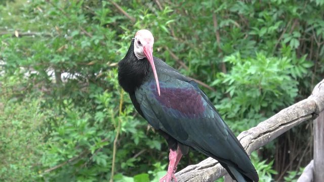 Southern Bald Ibis (Geronticus calvus)