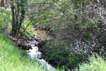 stream in the forest