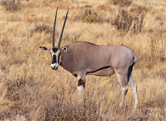 Oryx Beisa side view with face, standing in dry scrub grassland.  Samburu National Reserve, Kenya, East Africa