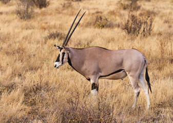 Oryx Beisa side view standing in dry scrub grassland.  Samburu National Reserve, Kenya, East Africa