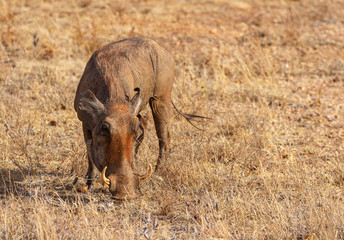 Warthog adult close-up face and tusks Phacochoerus standing dry grass Samburu National Reserve Kenya East Africa