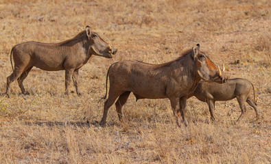Warthog family of three, Phacochoerus, side view profile with tusks, standing dry grass Samburu National Reserve Kenya East Africa