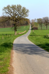 path countryside