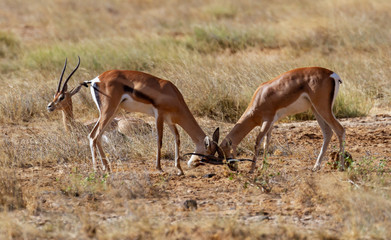 Thomson's gazelles locking horns, eudorcas thomsonii, two males fighting, heads together. Samburu National Reserve Kenya Africa. Antelope also known as Tommies