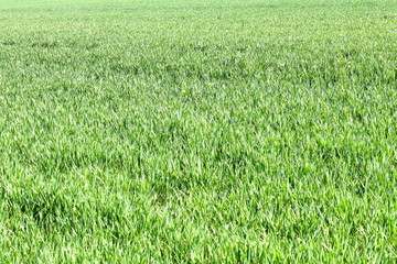 green cornfield in growth phase