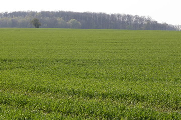 green wheat field