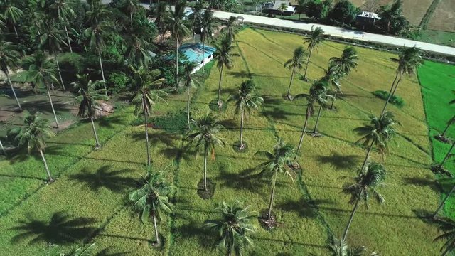 Flying over coconut trees among rice field. Aerial view of paln trees and rice terrace, agricultural land of farmers. Tropical landscape with farmlands. Palawan island, Philippines.