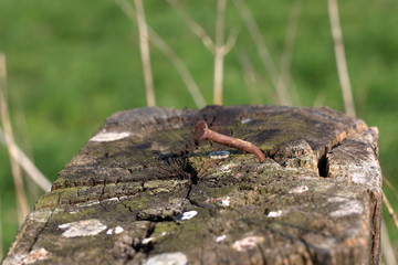 rusty nail, detail, on fence post, in front of blurred environment
