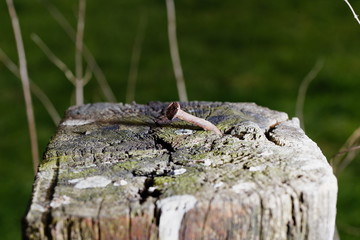 rusty nail, detail, on fence post, in front of blurred environment