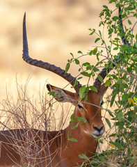 Male impala (Aepyceros melampus) with majestic twisted horns, front face through greenery. Vertical...