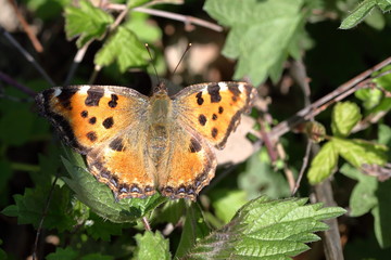 Obraz premium orange with black dots Butterfly fox