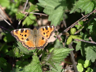 orange with black dots Butterfly fox