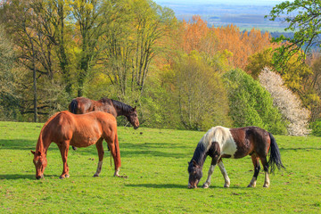 Fototapeta na wymiar Horses near Beuvron-en-auge, Calvados, Normandy, France