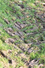Tractor track on grained dirt road