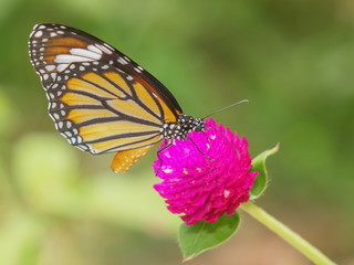Close-up Common Tiger (Danaus genutia), beautiful orange, white and black color pattern wing, Monarch butterfly feeding on pink flower with natural blurred background, Thailand.