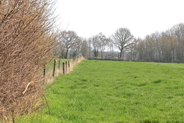 Fence row at green pasture