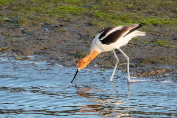 An American Avocet (Recurvirostra americana) feeds along the banks of Elkhorn Slough, near Moss Landing, along the central coast of California. 