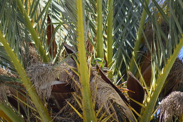 birds on a palm