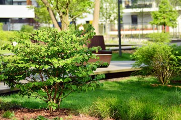 Ornamental shrubs and plants near a residential city house