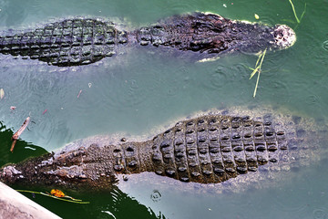 crocodile in the water