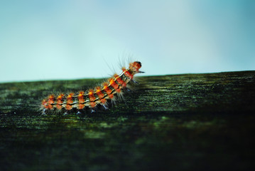 caterpillar