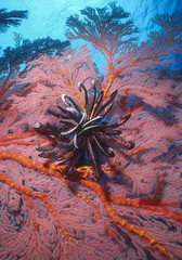 black crinoid on sea fan