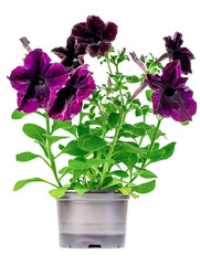 Naklejka na ściany i meble Petunia with purple flowers in a pot on a white background