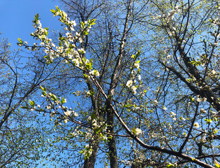 Blooming tree in spring garden