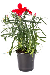 Red garden carnation in a flower pot on a white background