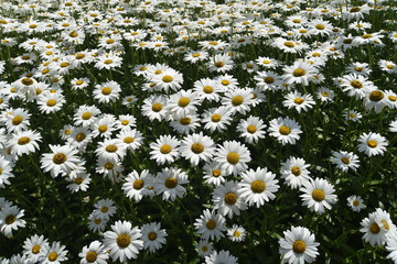 daisy field in Maine