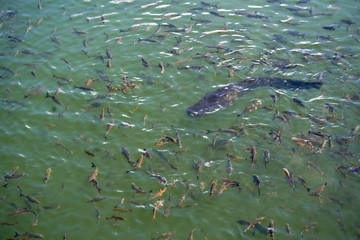 Big River catfish and fish in cooling cooling pond of Chernobyl nuclear power plant, Pripyat River. Top view of huge river catfish in river