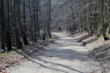 Obraz premium road in forest