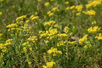  Rapeseed field. Yellow flowers. Rape