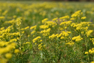 Fototapeta premium Rapeseed field. Yellow flowers. Rape