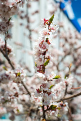 apricot blossom. white-pink flowers on a still completely bare tree, green leaves have not yet blossomed