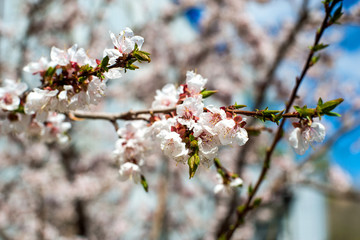 apricot blossom. white-pink flowers on a still completely bare tree, green leaves have not yet blossomed