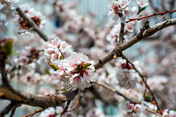 apricot blossom. white-pink flowers on a still completely bare tree, green leaves have not yet blossomed