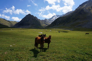 Fototapeta premium Two horses pose in front of Mountains in Kyrgyzstan