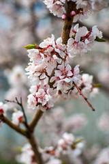 apricot blossom. white-pink flowers on a still completely bare tree, green leaves have not yet blossomed