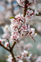 Fototapeta premium apricot blossom. white-pink flowers on a still completely bare tree, green leaves have not yet blossomed