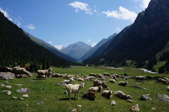 Sheep eating in a field in front of mountains