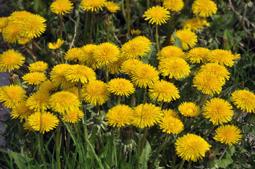 The massive flowering of dandelion in nature