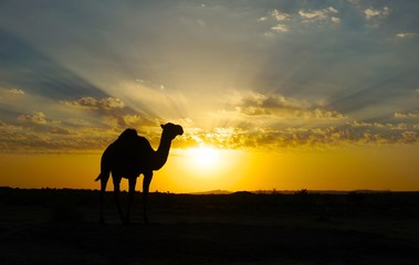 Fototapeta na wymiar Camel silhouette at sunset in the desert