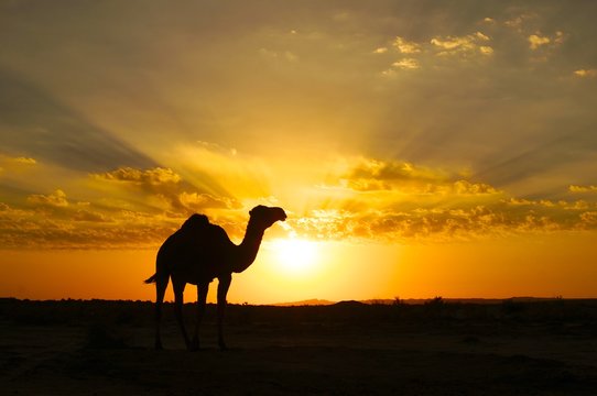 Camel silhouette at sunset in the desert