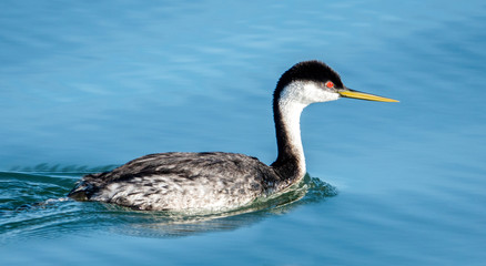 A Western Grebe (Aechmophorus occidentalis) swims in the waters of the Elkhorn Slough, near Moss Landing Harbor, along the Monterey Bay of the Pacific Coast in central California.