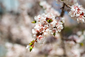 apricot blossom. white-pink flowers on a still completely bare tree, green leaves have not yet blossomed