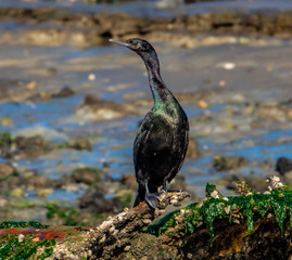 A Pelagic Cormorant, also known as Baird's Cormorant (Phalacrocorax pelagicus), perched at low tide at Elkhorn Slough along the Monterey Bay of the Pacific Coast in central California.