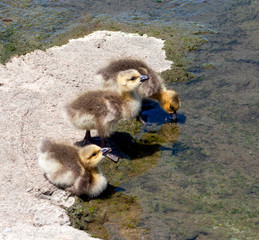 Three thirsty Canada geese goslings in upper back bay Newport Beach ecological reserve in California on a sunny day in April