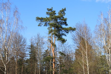 Pine